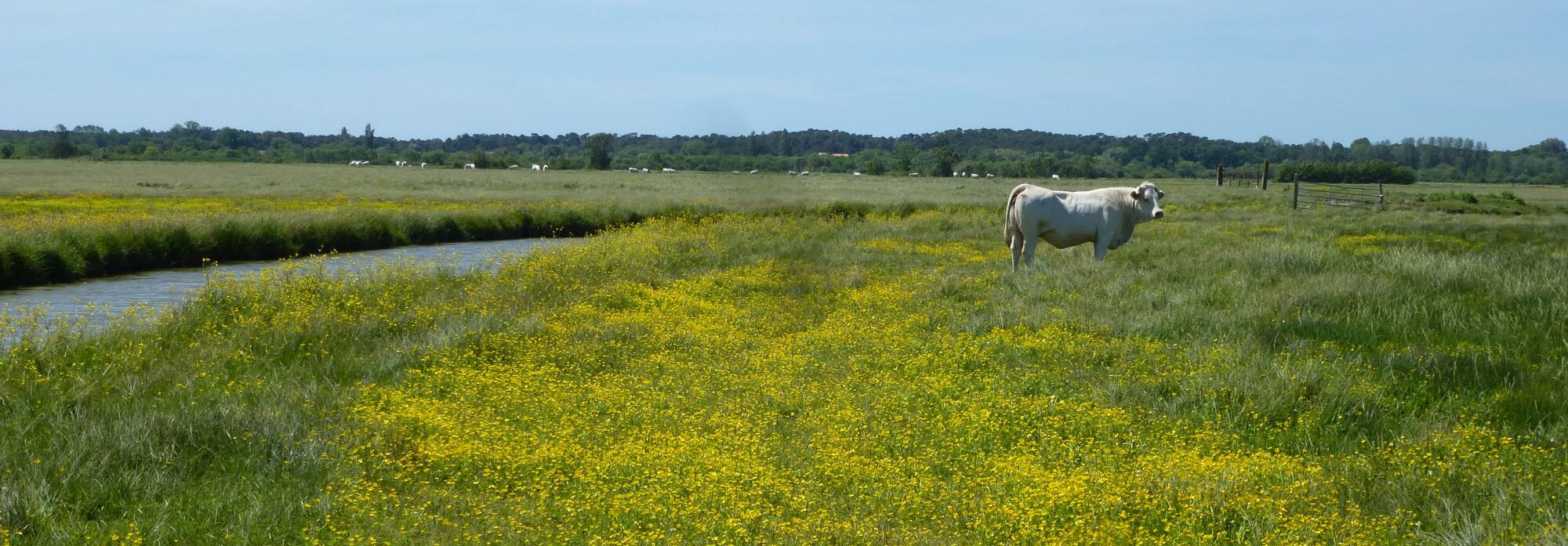 prairie humide pâturée